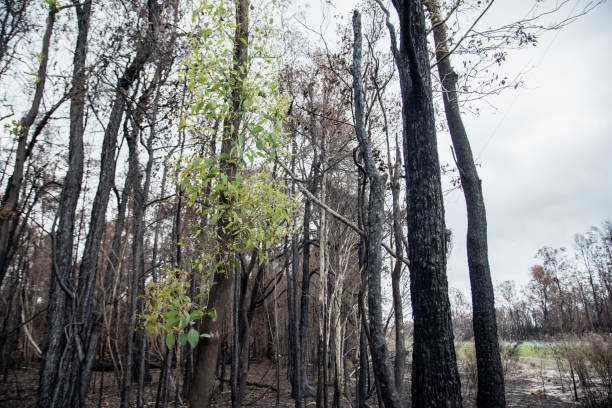 istock after bushfire trees burnt out in the forest Australia disaster global warming 1203467207
