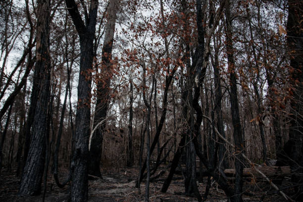 istock after bushfire trees burnt out in the forest Australia disaster global warming 1203467224