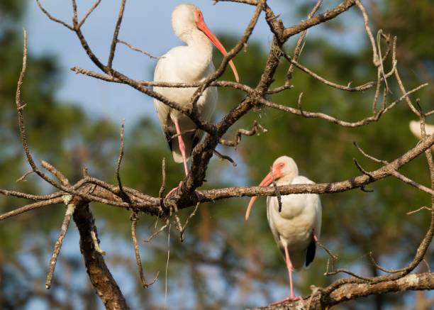 istock Eudocimus Albus American Ibis birds in tree 1203468191