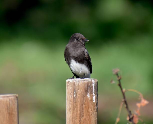 istock A black phoebe (Sayornis nigricans) perched on a fence post 1203468980