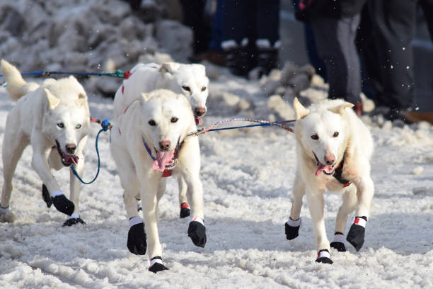 Iditarod Trail Sled Dog Race stock photo