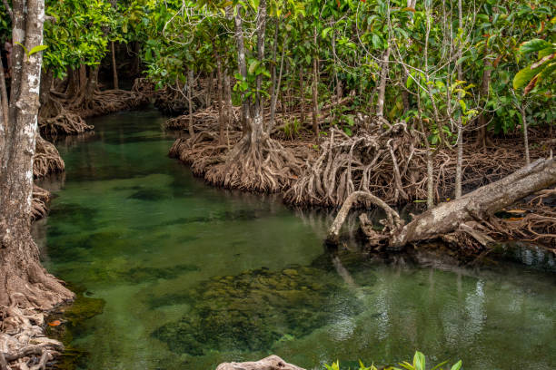 istock beauty Stream in the forest ,thailand 1203469136