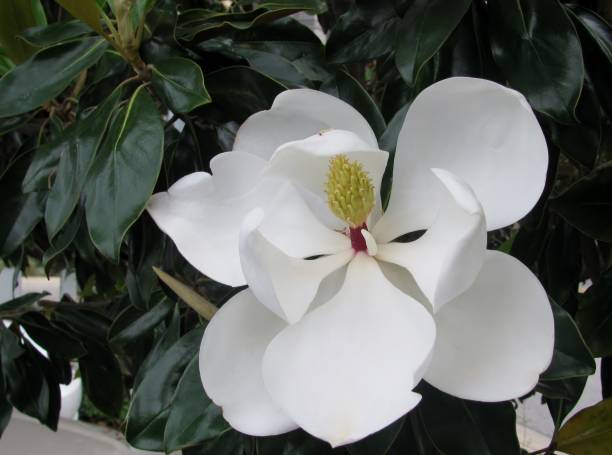 istock White magnolia or Magnolia grandiflora flower on green tree 1203474907
