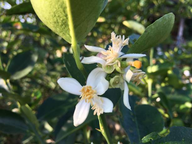 die weißen blüten des zitronenbaums - agriculture branch cut flowers citrus fruit stock-fotos und bilder