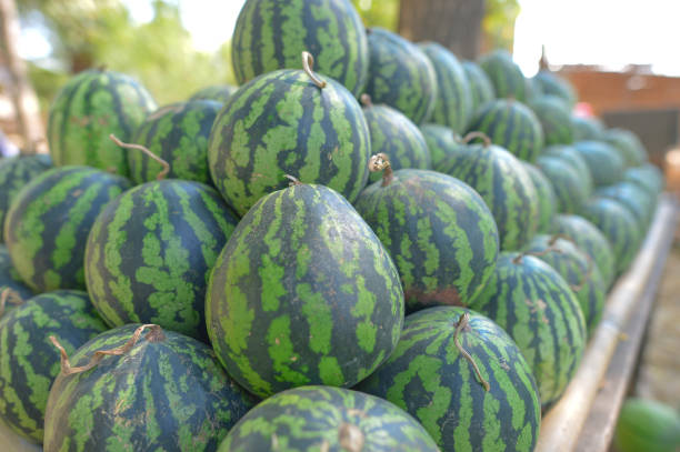 istock Watermelons in a stall by the roadside in Myanmar (Burma) 1203476618