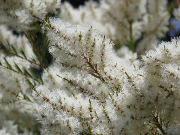 Photo of White Fluffy Foliage of the Australian Tea Tree, Melaleuca alternifolia