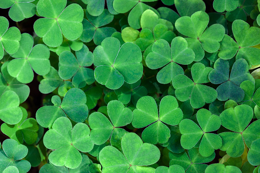 Fresh three-leaved shamrocks as natural green background.  St. Patrick's day holiday symbol.  Top view. Selective focus.