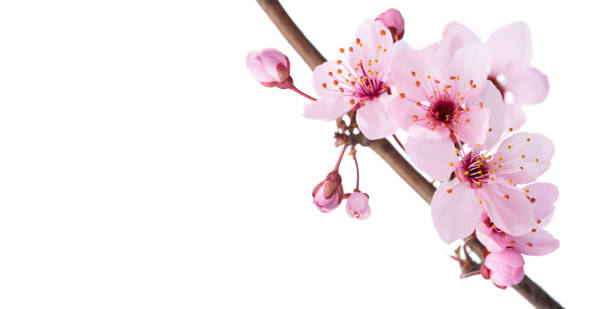 ramo di sakura isolato su uno sfondo bianco.  primo piano. - blossom cherry blossom sakura flower foto e immagini stock
