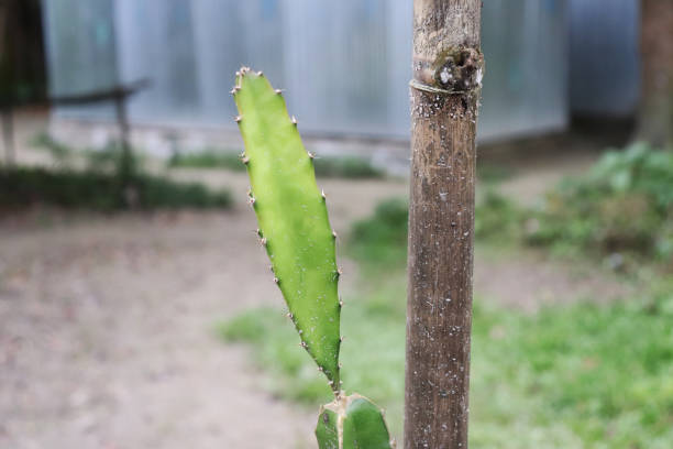 Small dragon fruit tree in the garden. Green dragon fruit tree
