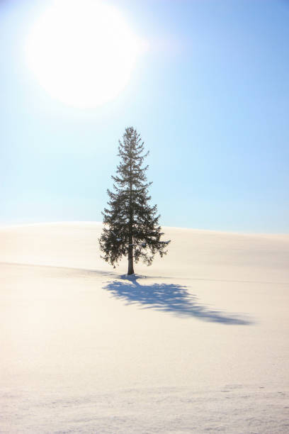 istock Pine tree standing on snowy field in Biei 1203486863