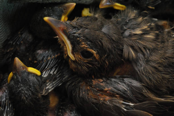 istock Baby Birds Together 1203491646