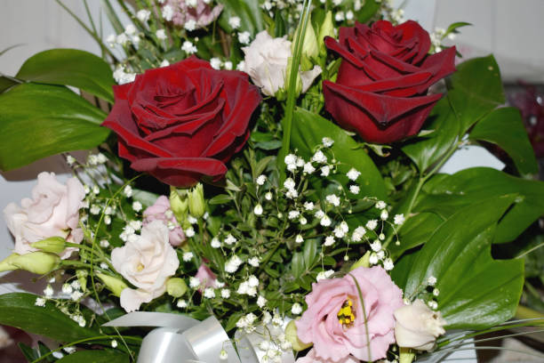 istock Maroon roses and mimosa. 1203492554