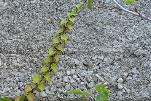 Branch of a plant with green leaves on a concrete wall background.