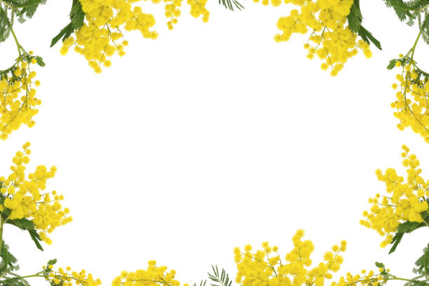 黄色ミモザの花(アカシア)からフレーム分離