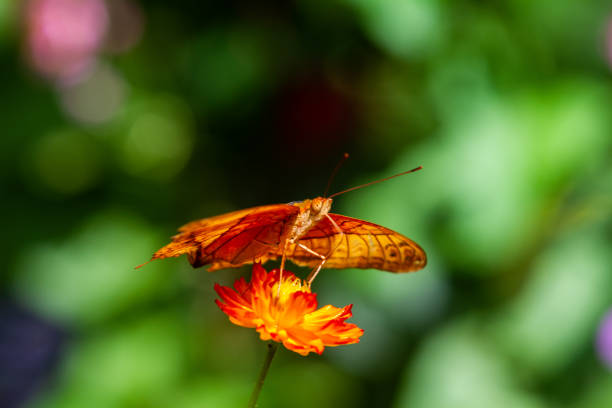 istock Vindula dejone, the Malay cruiser butterfly 1203495173