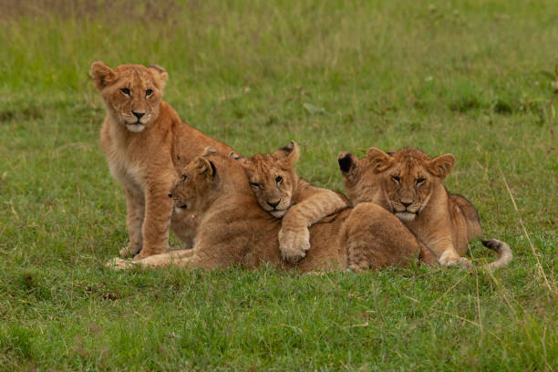 istock lion cubs in the grass 1203495795