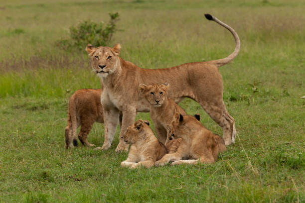 istock lion cubs in the grass 1203496003