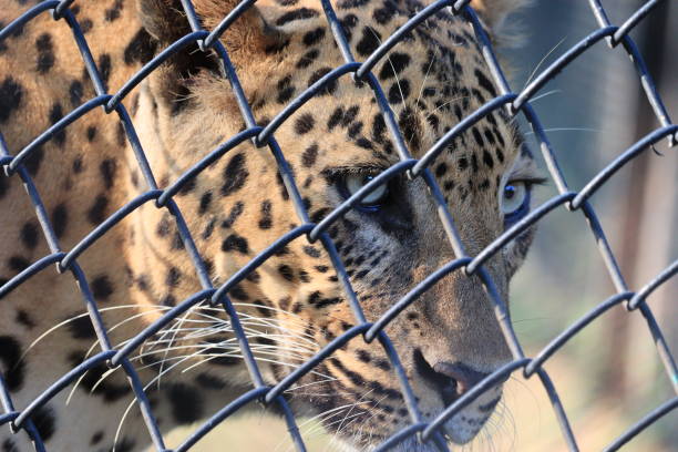 istock Portrait of leopard in iron cage 1203496062