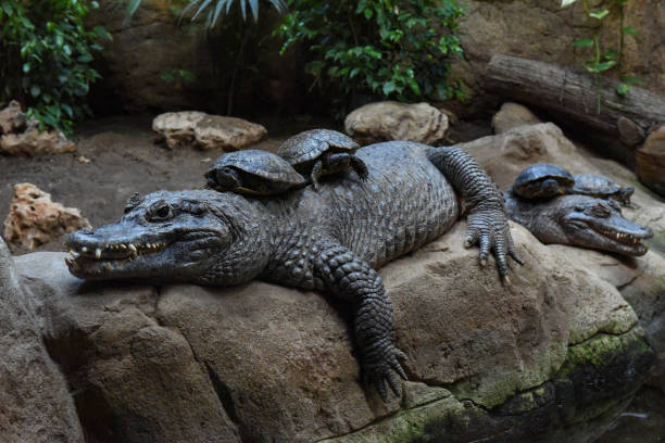 A crocodile with turtles on its back lies on the stone shore. Animals- turtles ride on the back of crocodile. Relaxing crocodile.