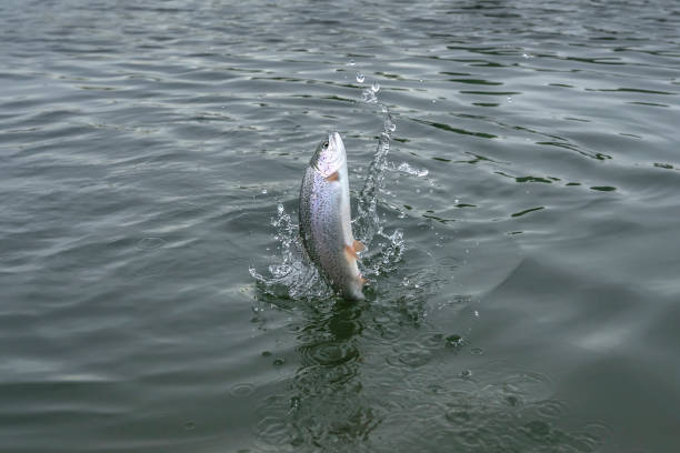 istock Fishing. Rainbow trout fish jumping with splashing in water 1203496949