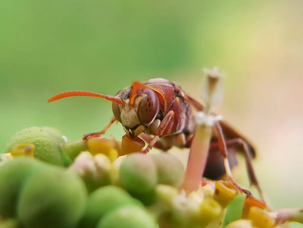 Wasp
