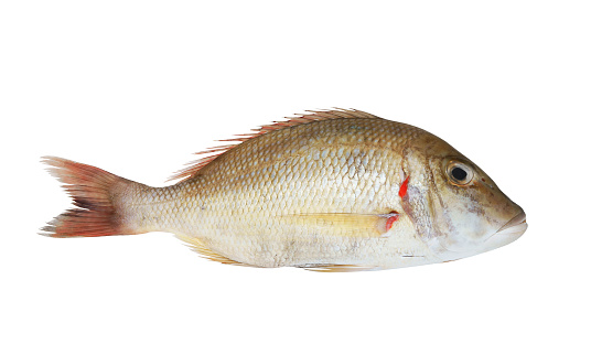 Fresh emperor fish isolated on white background