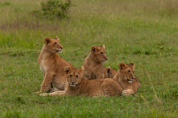 istock lion cubs in the grass 1203497143