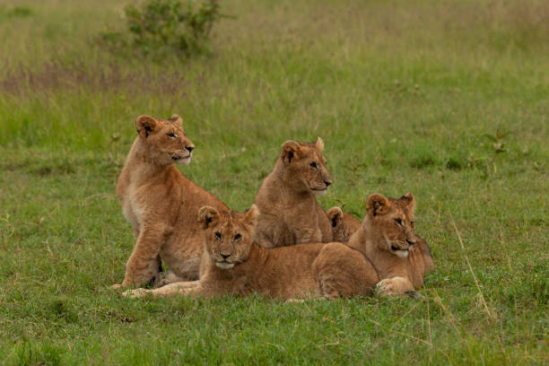 lion cubs in the grass - 13571 imagens e fotografias de stock