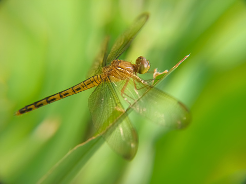 Dragon fly (Anisoptera) is a group of insects belonging to the Odonata.  These two types of insects are rarely far from water, where they lay their eggs and spend the pre-adulthood of their children.