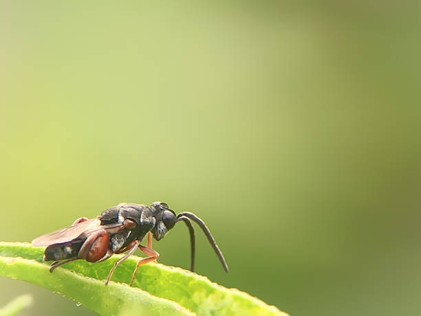istock Vespa Orientalis - Wikipedia 1203497168