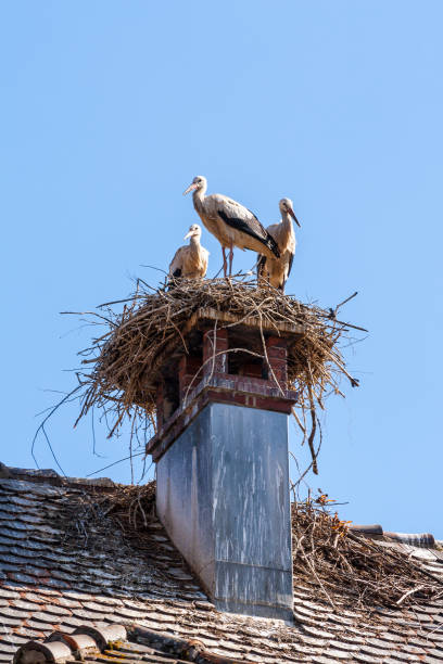 istock Stork bird nesting on a roof chimeny in Spring 1203497950