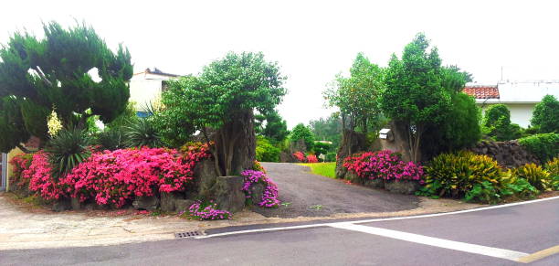 Spring, flowers, spring flowers, villages, rural areas, It is a beautiful flower that bloomed in a rural village in Jeju. rosa multiflora stock pictures, royalty-free photos & images