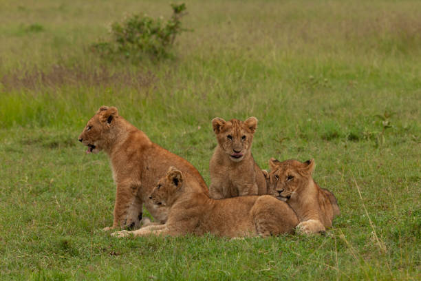 istock lion cubs in the grass 1203499189
