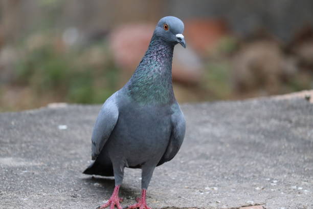 istock before image of Pigeon to try flying 1203499197