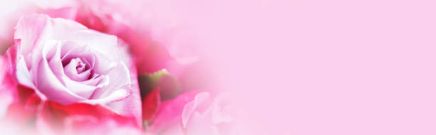 istock Pink rose flowers background 1203499401