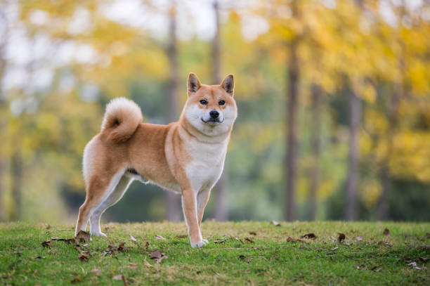 公園草の中のかわいい柴犬 - 柴犬 ストックフォトと画像