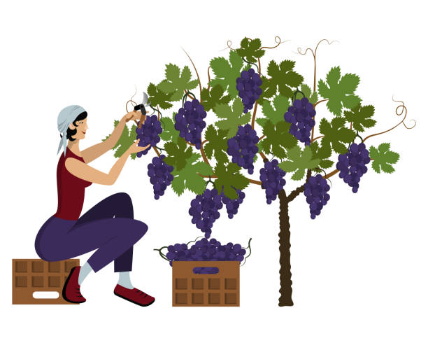 Beautiful young woman in a kerchief is harvesting black  grape using the pruning shear sitting on a box Beautiful young woman in a kerchief is harvesting black grape using the pruning shear sitting on a box. Stage of wine production. Flat cartoon vector illustration. Isolated object on white background grape pruning stock illustrations