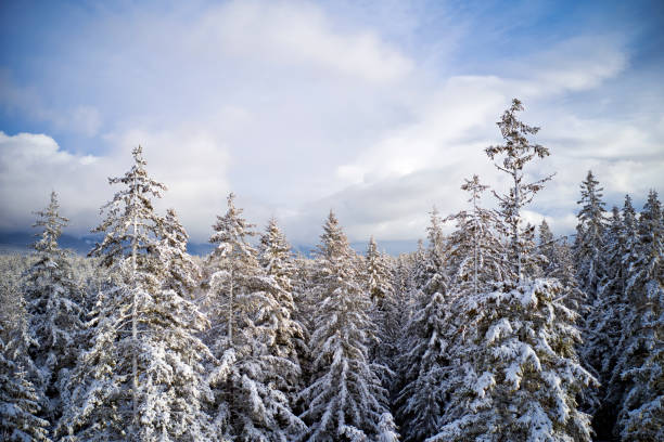 Photo of Boreal forest in winter with dramatic clouds and blue sky