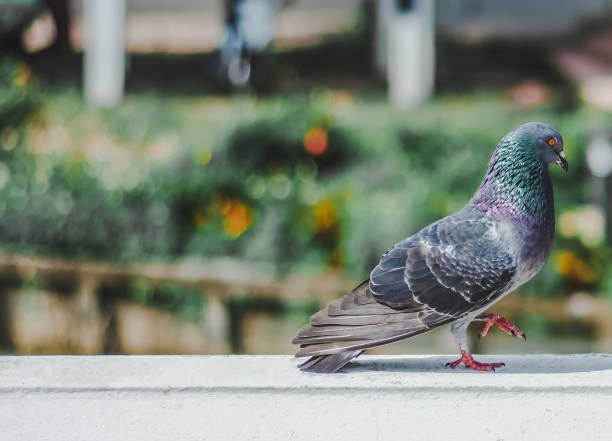 istock One dove walks gracefully with its legs raised. 1203502098
