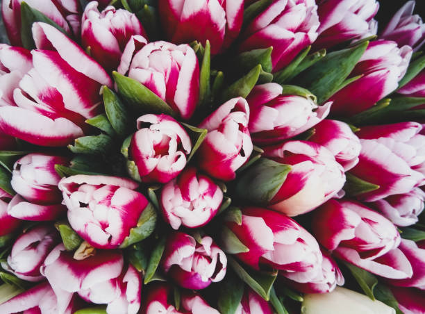 istock tulips, fresh flowers bouquet 1203502102