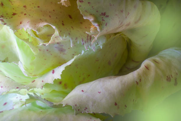 castelfranco chicory lightbrushed - lettuce endive abstract leaf imagens e fotografias de stock