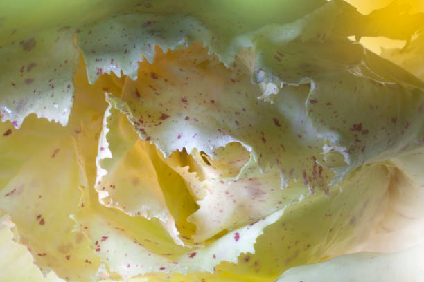 castelfranco chicory lightbrushed - lettuce endive abstract leaf imagens e fotografias de stock