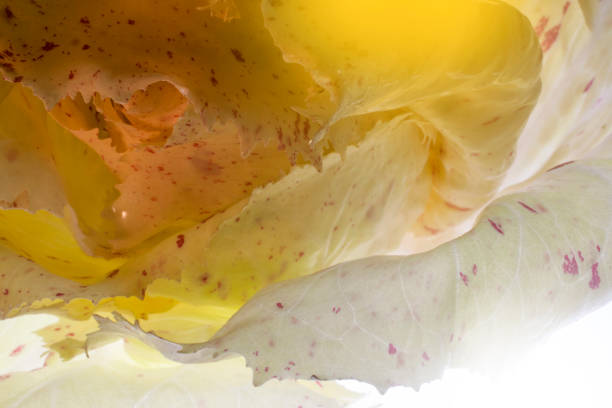 castelfranco chicory lightbrushed - lettuce endive abstract leaf imagens e fotografias de stock