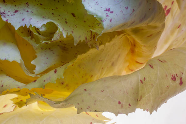 castelfranco cicoria spazzolata - lettuce endive abstract leaf foto e immagini stock