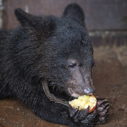 Ussuri little teddy bear eats a juicy red apple.