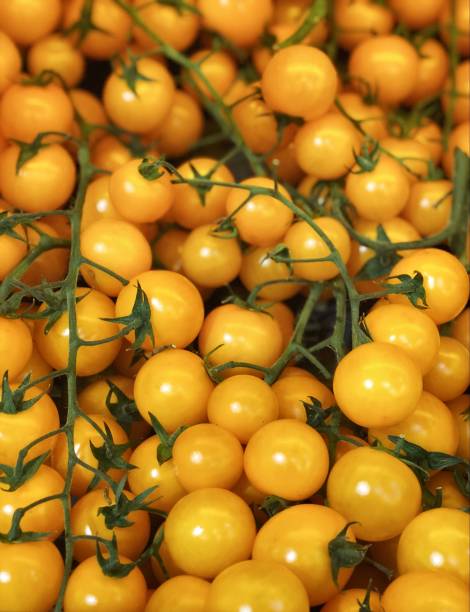 istock Yellow cherry tomatoes harvest for food textures 1203503090