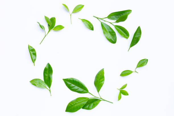 istock Citrus leaves circle on a white background. 1203505808