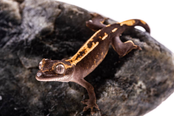 baby crested gecko on isolated white background - gecko animal night wildlife imagens e fotografias de stock