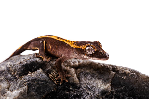 istock Baby crested gecko on isolated white background 1203507182