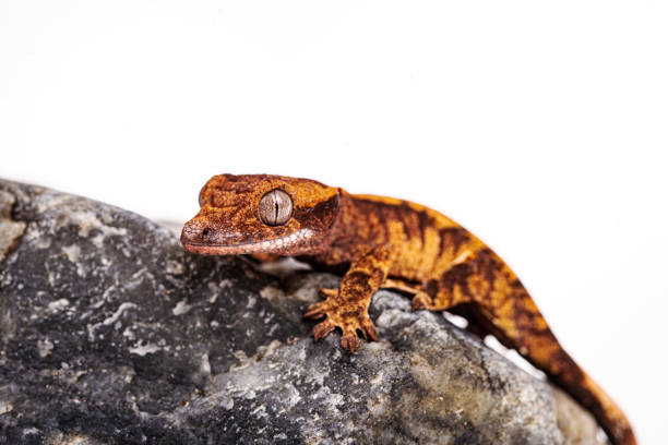 istock Baby crested gecko on isolated white background 1203507183